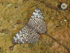 Hamadryas feronia feronia