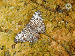 Hamadryas feronia feronia