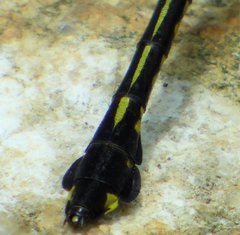 Gomphurus dilatatus