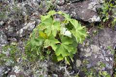Cnidoscolus albidus