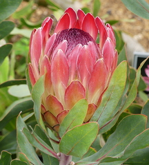 Protea × hybrida