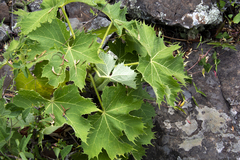 Cnidoscolus albidus