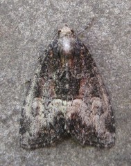 Neoligia subjuncta
