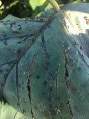 Tarophagus colocasiae