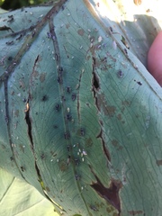 Tarophagus colocasiae