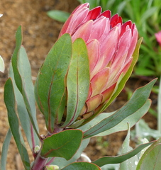 Protea × hybrida
