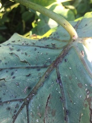 Tarophagus colocasiae