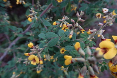 Goodia pubescens