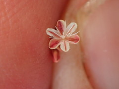 Eriogonum cithariforme