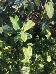 Tarophagus colocasiae