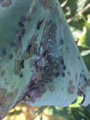 Tarophagus colocasiae