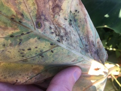 Tarophagus colocasiae