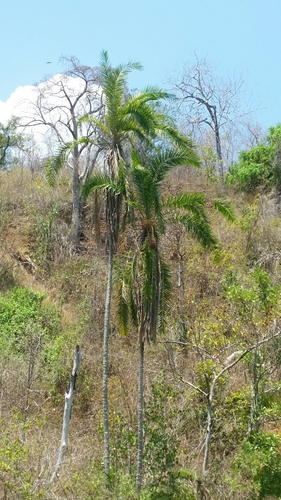 Phoenix reclinata image