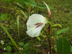 Clitoria falcata