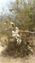 Combretum mossambicense