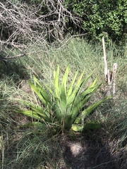 Agave missionum