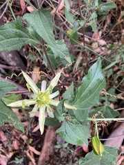 Passiflora herbertiana herbertiana