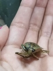 Belostoma