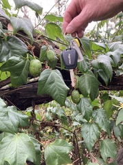 Passiflora herbertiana herbertiana
