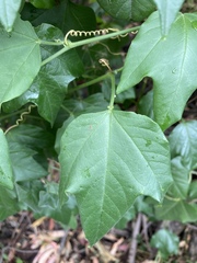 Passiflora herbertiana herbertiana
