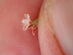 Eriogonum cithariforme