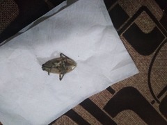 Belostoma