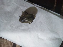 Belostoma
