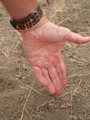 Eriogonum cithariforme