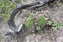 Echinofossulocactus lamellosus