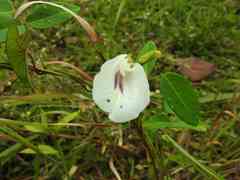 Clitoria falcata