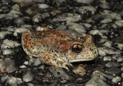 Alytes cisternasii
