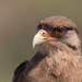 Chimango Caracara - Photo no rights reserved, uploaded by Fernando Sessegolo