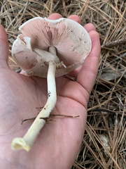 Agaricus pocillator