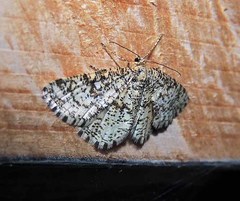 Heliomata glarearia
