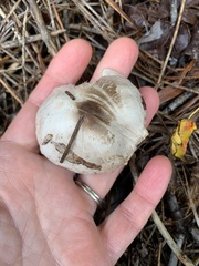 Agaricus pocillator