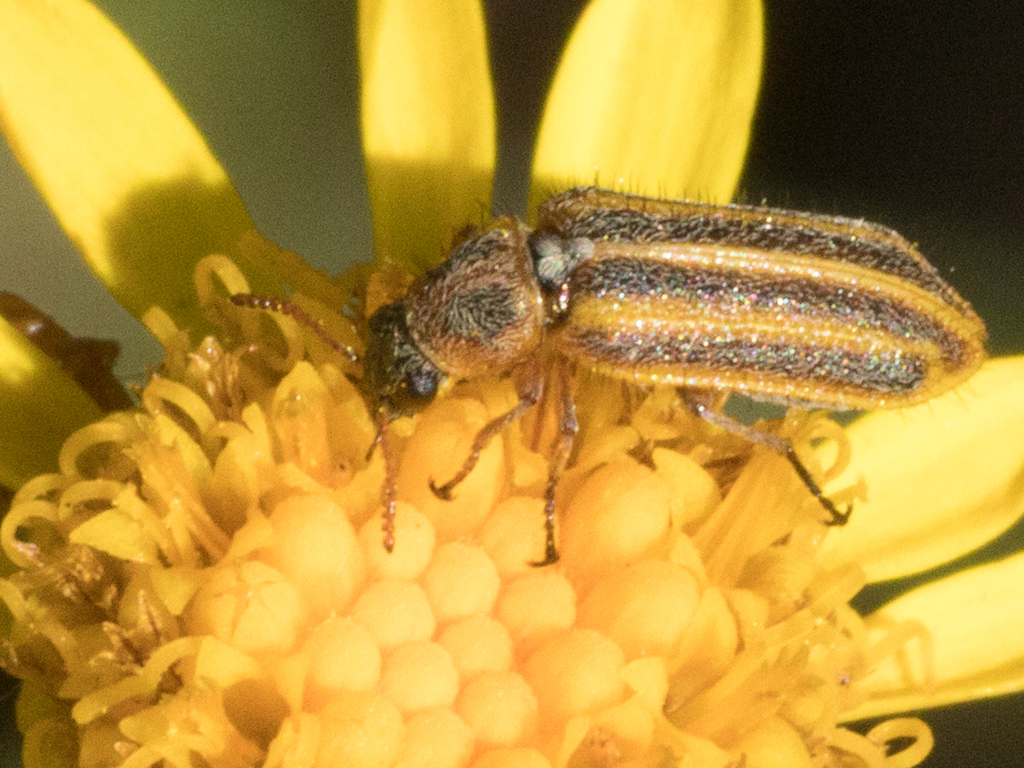 Astylus cincticollis
