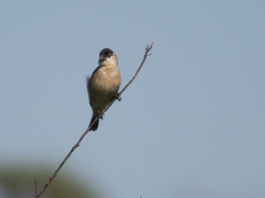 Sporophila pileata
