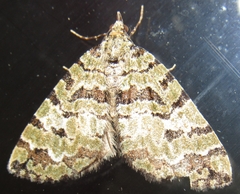 Hydriomena speciosata