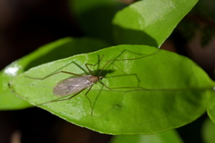 Amphineurus insulsus
