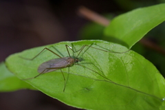 Amphineurus insulsus