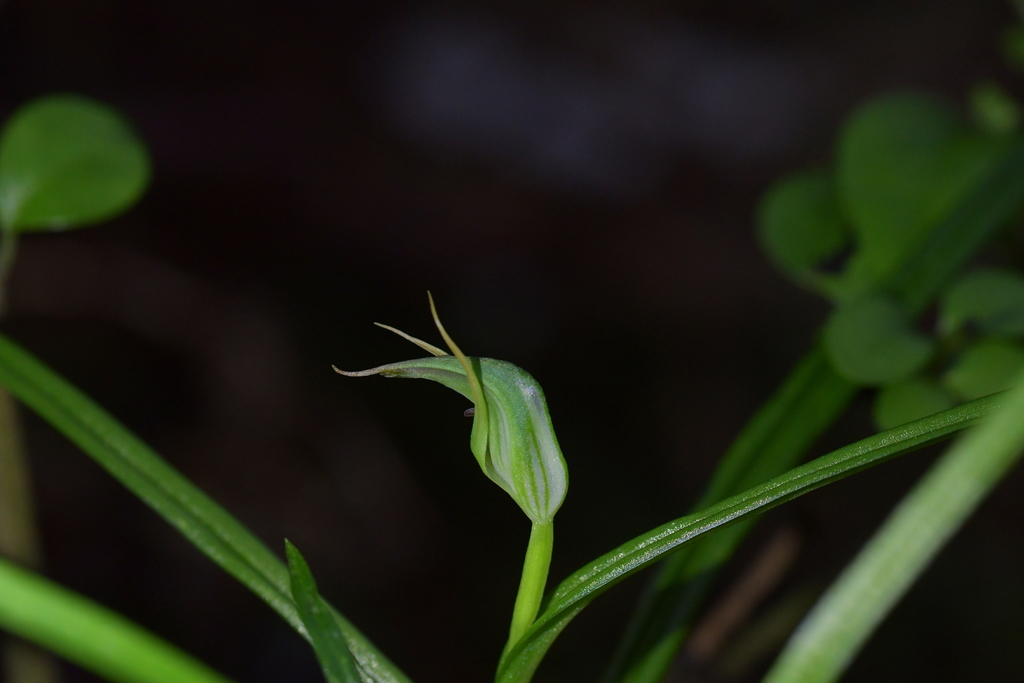 Pterostylis graminea
