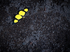 Cyllopoda jatropharia