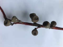 Eucalyptus pauciflora pauciflora