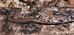 Plethodon sherando