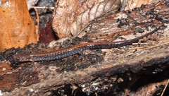 Plethodon sherando
