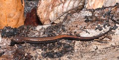 Plethodon sherando
