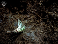 Protographium epidaus epidaus