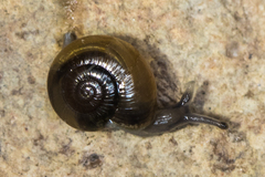 Glyphyalinia indentata paucilirata