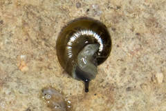 Glyphyalinia indentata paucilirata