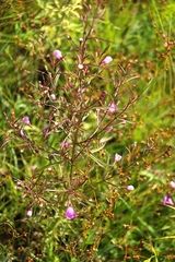 Agalinis tenuifolia